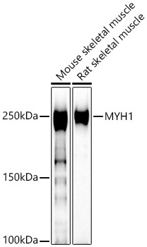 MYH1 Polyclonal Antibody