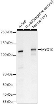 MYO1C Polyclonal Antibody