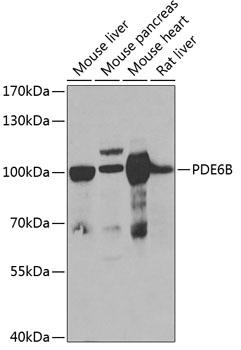 PDE6B Polyclonal Antibody