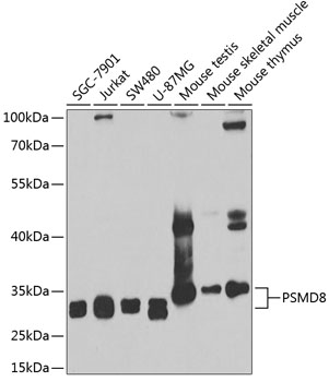 PSMD8 Polyclonal Antibody