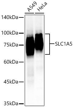 SLC1A5 Polyclonal Antibody