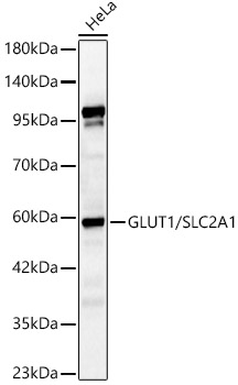 GLUT1/SLC2A1 Polyclonal Antibody