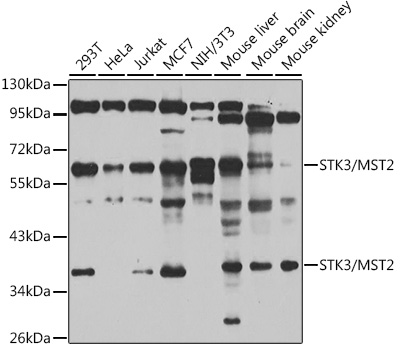 STK3/MST2 Polyclonal Antibody