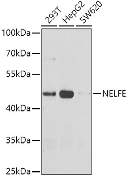 NELFE Polyclonal Antibody
