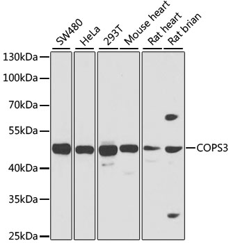 COPS3 Polyclonal Antibody