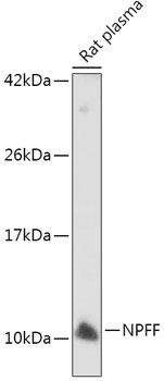 NPFF Polyclonal Antibody
