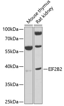 EIF2B2 Polyclonal Antibody