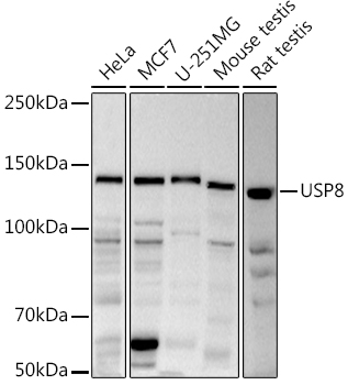 USP8 Polyclonal Antibody