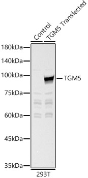 TGM5 Polyclonal Antibody