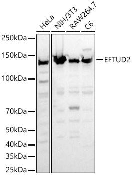 EFTUD2 Polyclonal Antibody