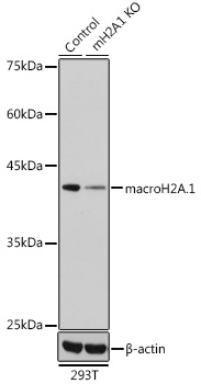 macroH2A.1 Polyclonal Antibody