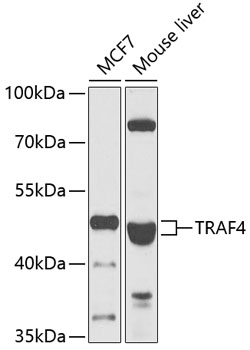 TRAF4 Polyclonal Antibody