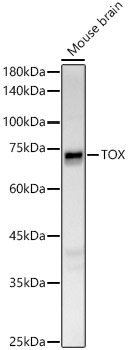 TOX Polyclonal Antibody