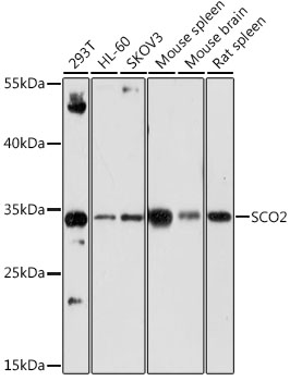SCO2 Polyclonal Antibody