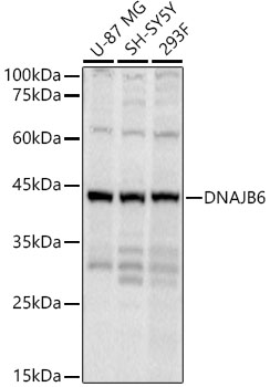 DNAJB6 Polyclonal Antibody