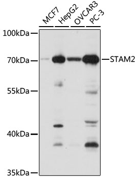 STAM2 Polyclonal Antibody