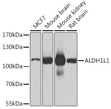 ALDH1L1 Polyclonal Antibody
