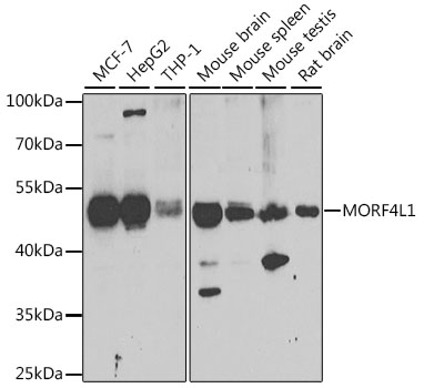 MORF4L1 Polyclonal Antibody