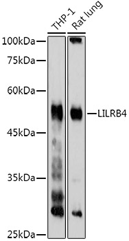 LILRB4 Polyclonal Antibody