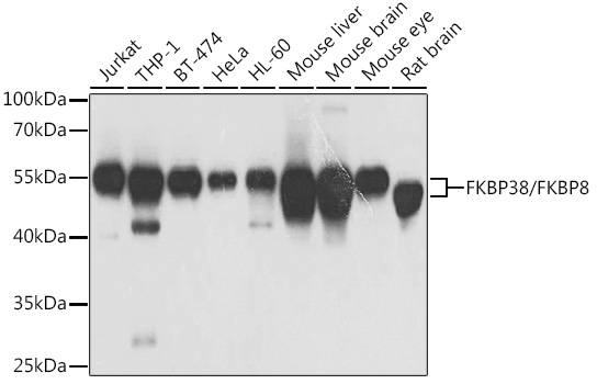 FKBP38/FKBP8 Polyclonal Antibody