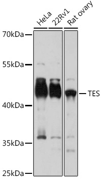 TES Polyclonal Antibody