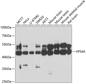 VPS4A Polyclonal Antibody