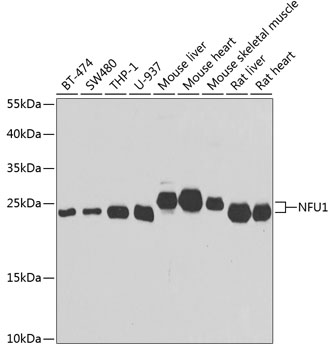 NFU1 Polyclonal Antibody