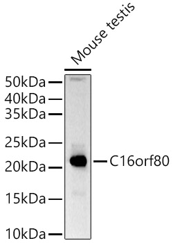 C16orf80 Polyclonal Antibody