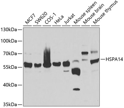 HSPA14 Polyclonal Antibody