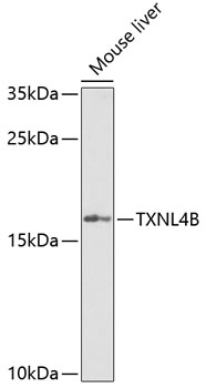TXNL4B Polyclonal Antibody
