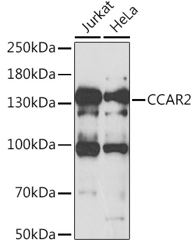 CCAR2 Polyclonal Antibody