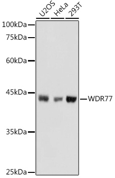 WDR77 Polyclonal Antibody