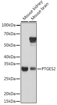 PTGES2 Polyclonal Antibody