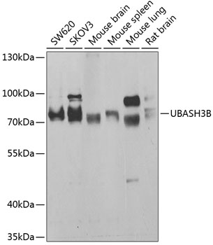 UBASH3B Polyclonal Antibody