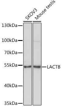 LACTB Polyclonal Antibody