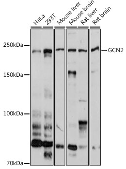 GCN2 Polyclonal Antibody