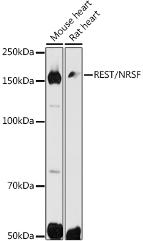 REST/NRSF Polyclonal Antibody