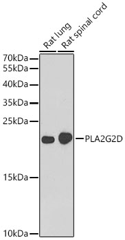 PLA2G2D Polyclonal Antibody