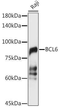 BCL6 Polyclonal Antibody
