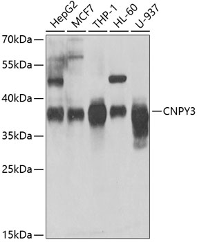 CNPY3 Polyclonal Antibody