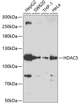 HDAC5 Polyclonal Antibody