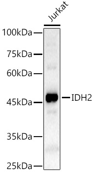 IDH2 Polyclonal Antibody