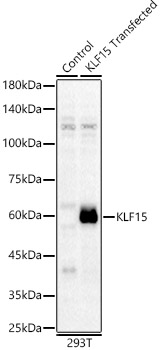 KLF15 Polyclonal Antibody