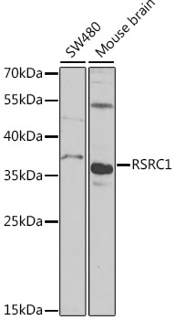 RSRC1 Polyclonal Antibody