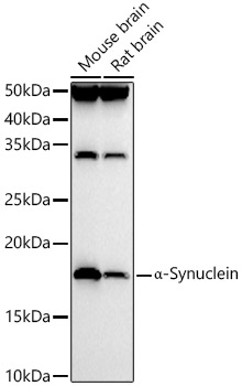a-Synuclein Polyclonal Antibody