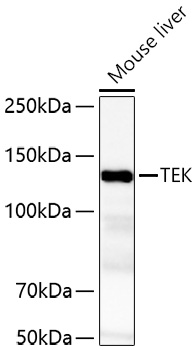TEK Polyclonal Antibody