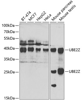 UBE2Z Polyclonal Antibody