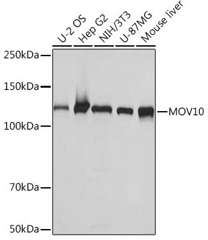MOV10 Monoclonal Antibody [1M7M9]