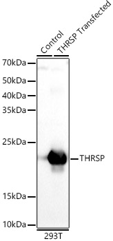 THRSP Polyclonal Antibody