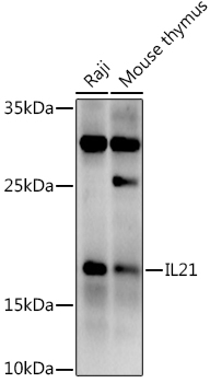 IL21 Polyclonal Antibody